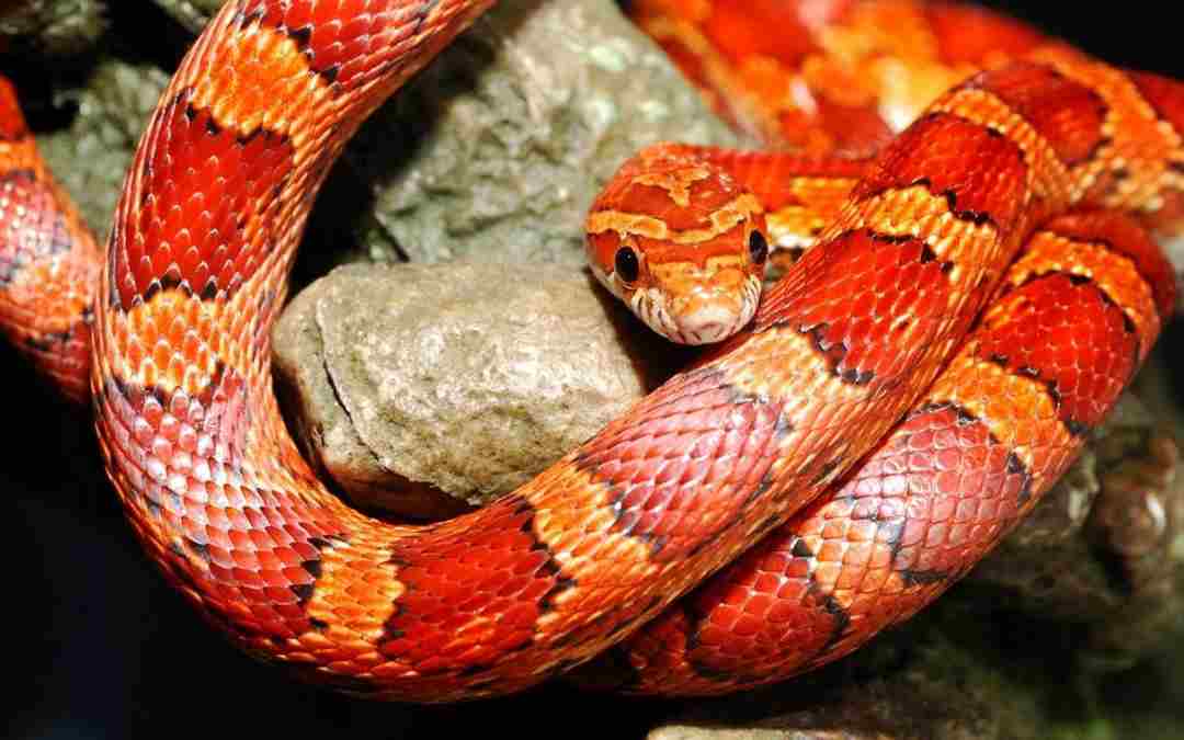Mỗi loài rắn và tình trạng bắt gặp sẽ mang đến dự báo khác nhau