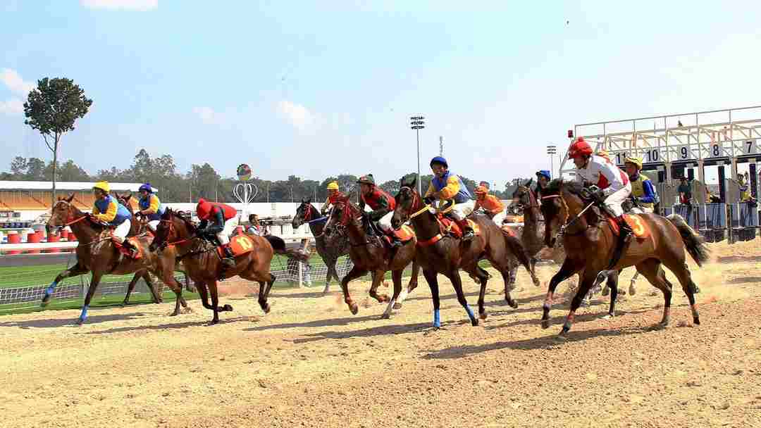 Yếu tố đường đua có ảnh hưởng đến chiến thắng khi cá cược đua ngựa