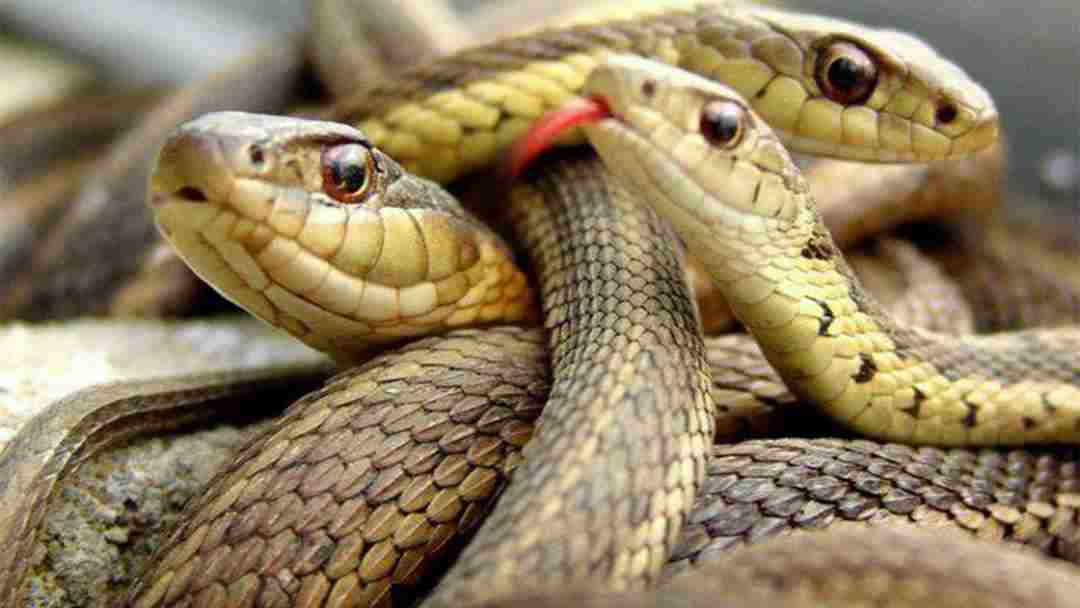 Mơ thấy nhiều con rắn khác nhau  đánh con gì?
