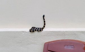 Mơ thấy rắn bò vào nhà có phải chuẩn bị đón điềm báo xui?